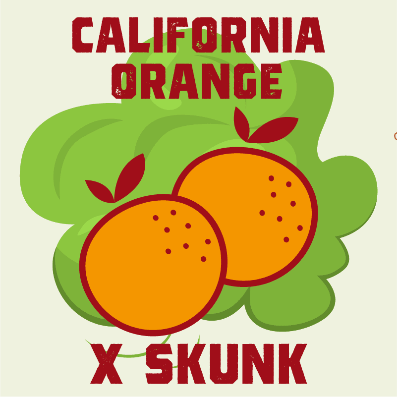 California Orange X Skunk