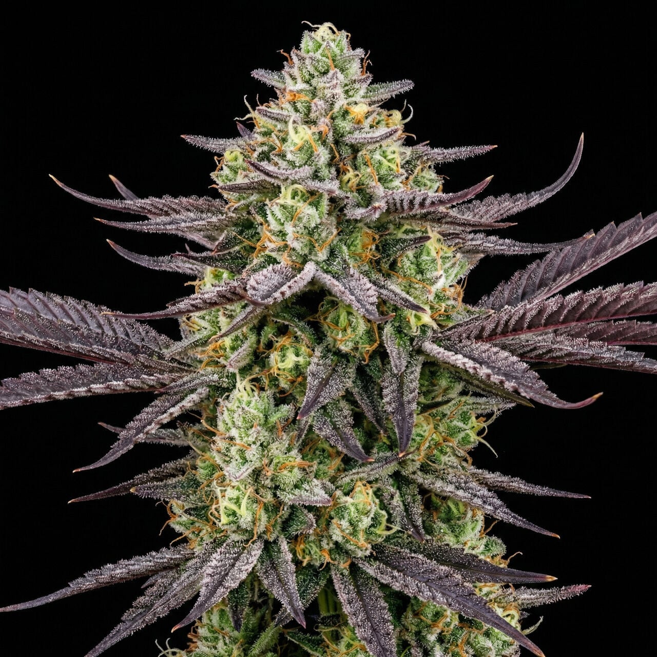 Chocolope