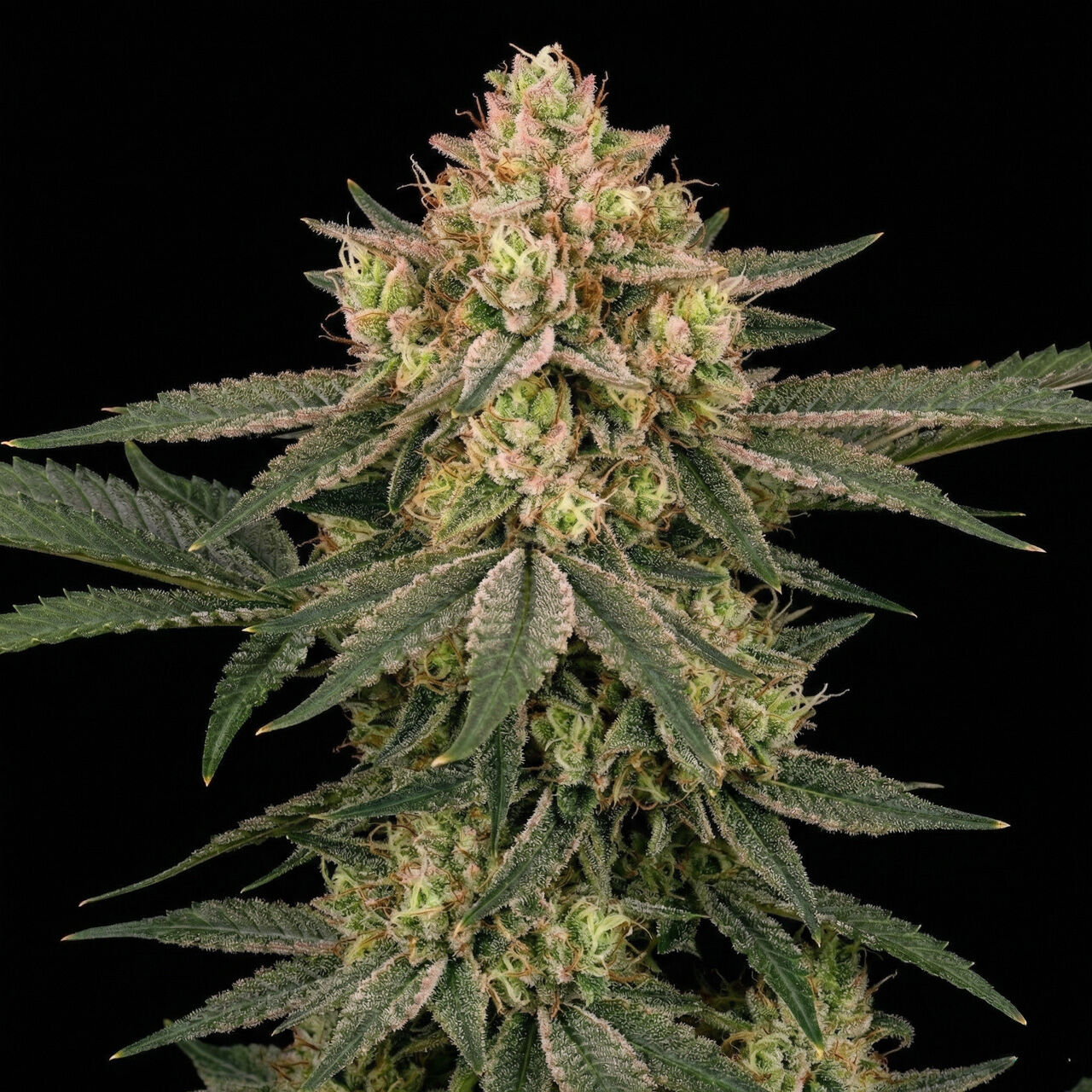 Critical Bilbo