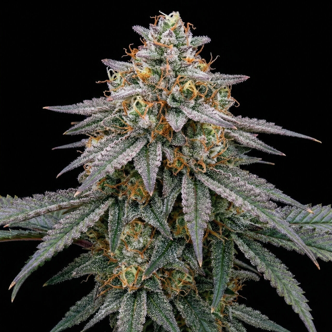 Critical Fast Bud Auto