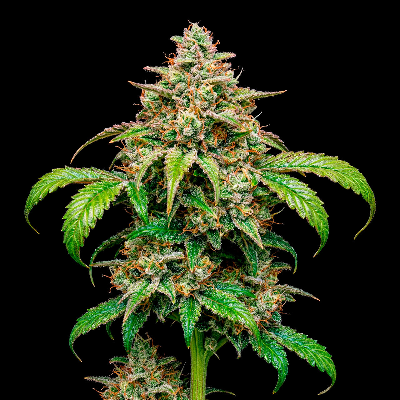 Critical Mass Auto