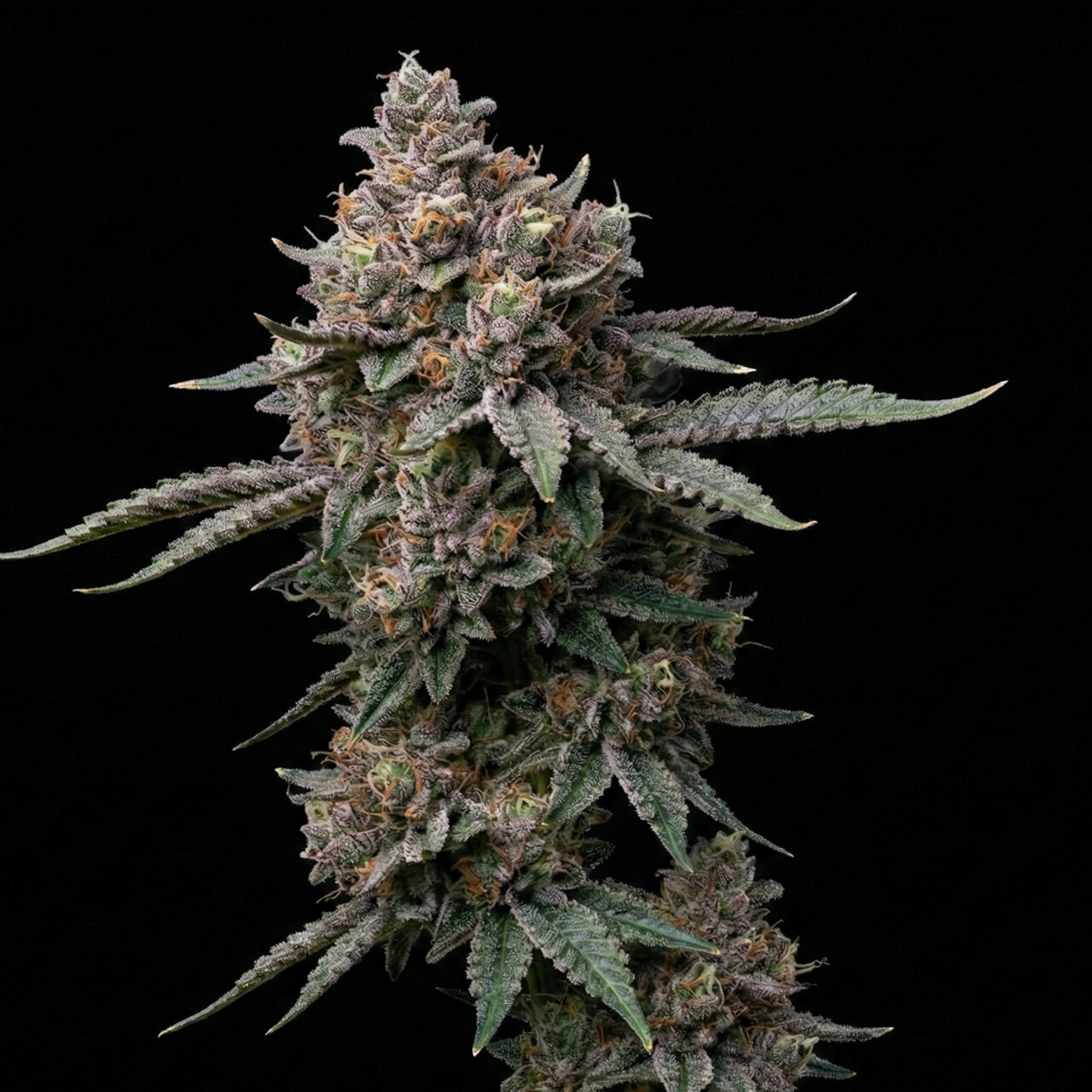 Critical Purple