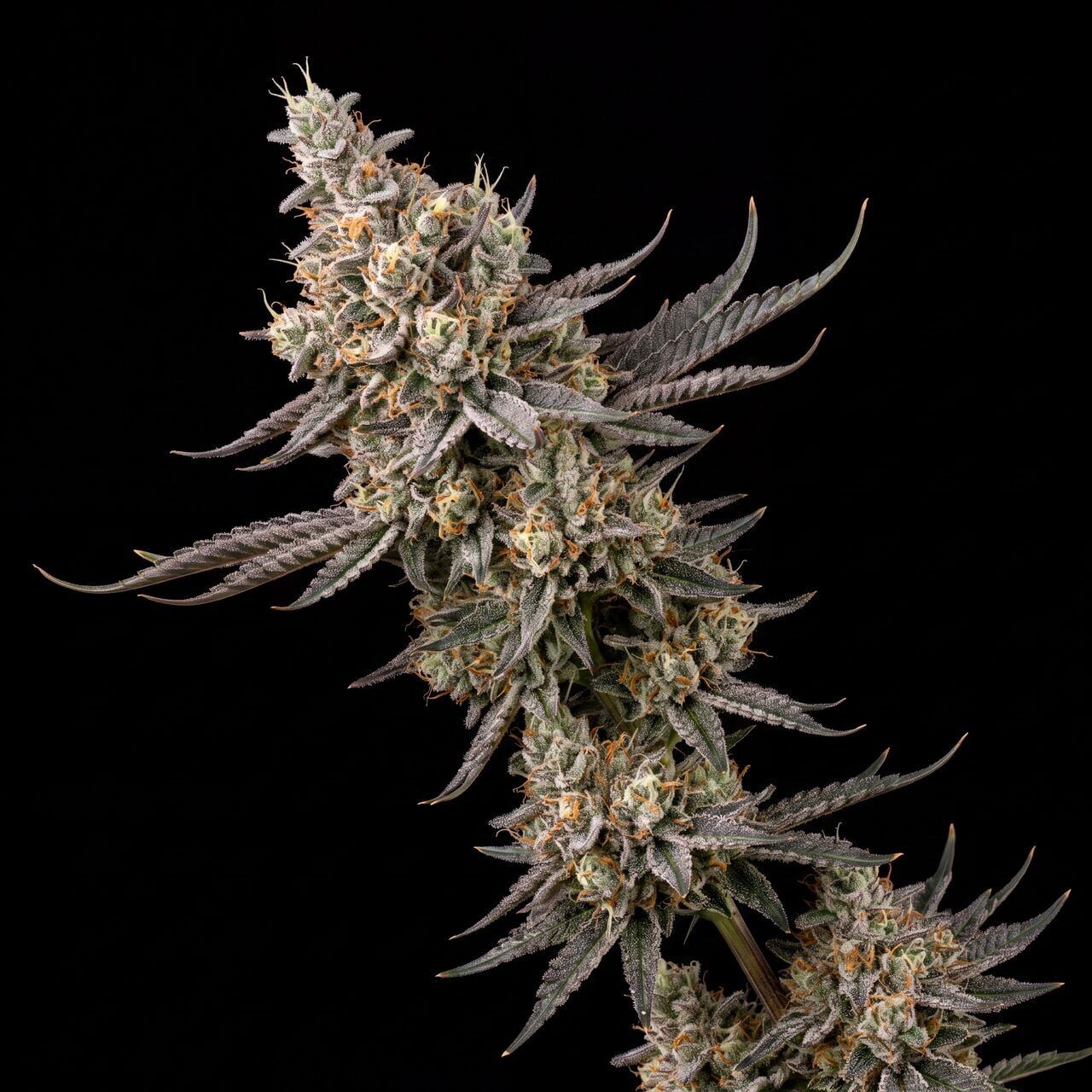 Death Star