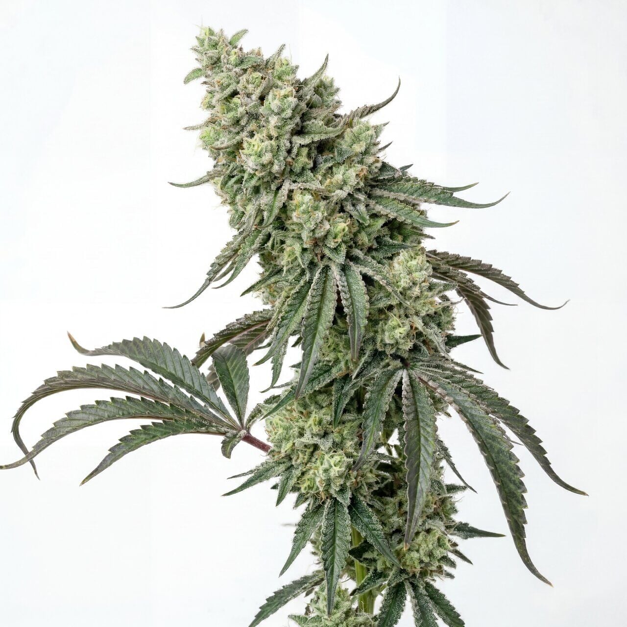 Diesel King