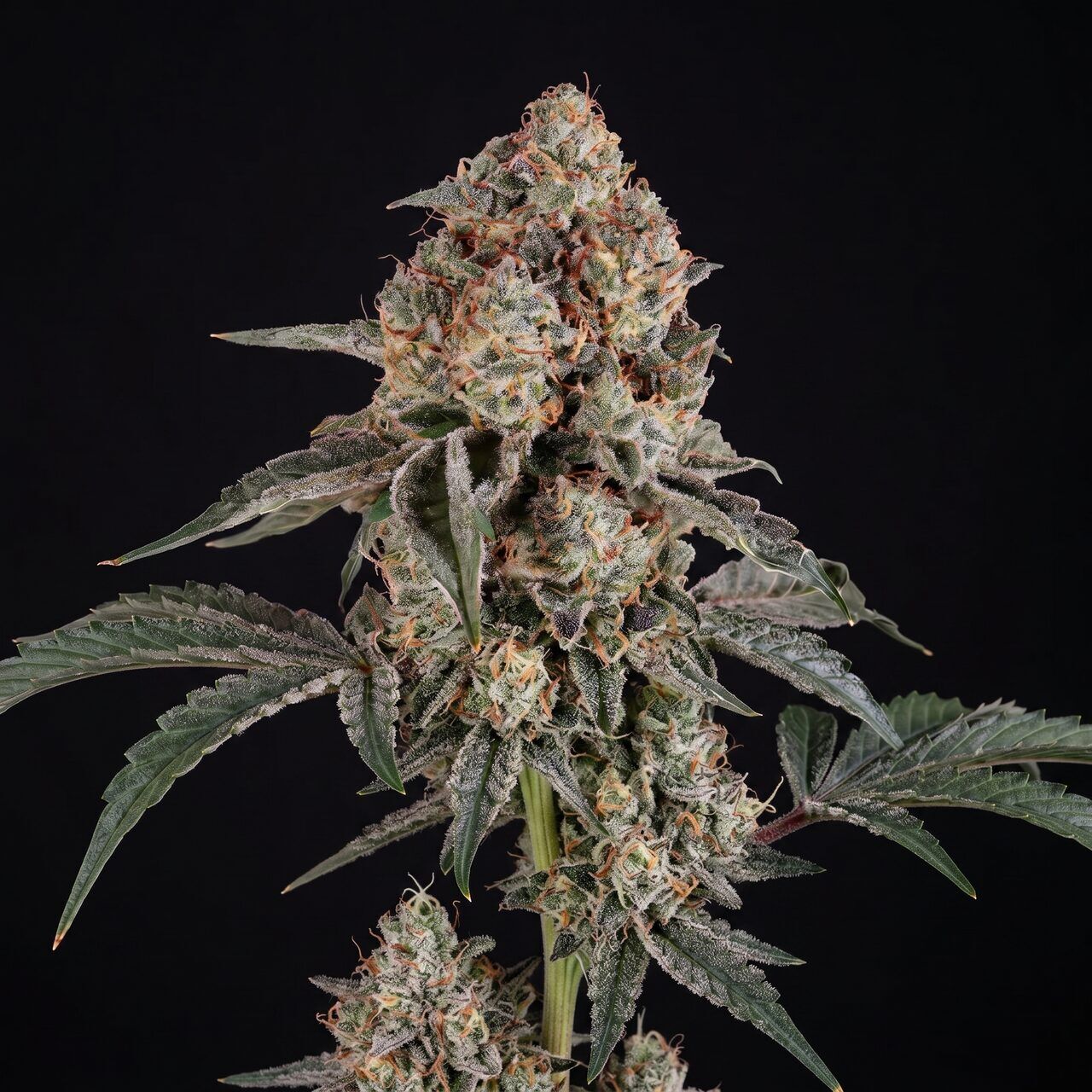 Dosed Chocolate Chips