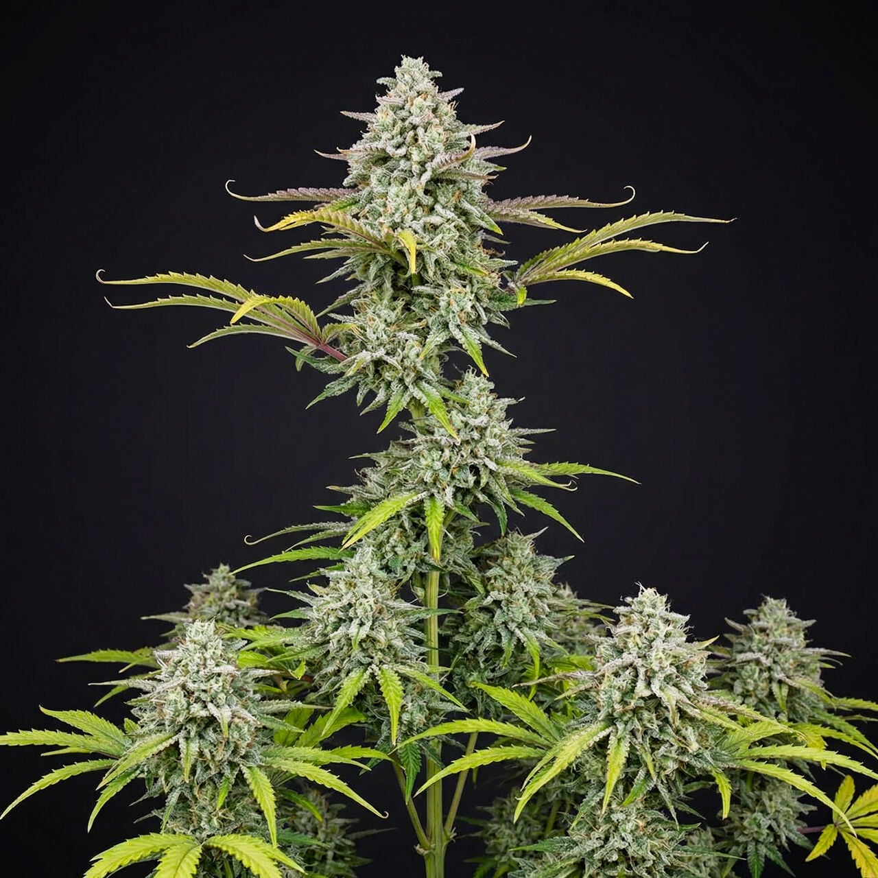 Durban Poison Auto