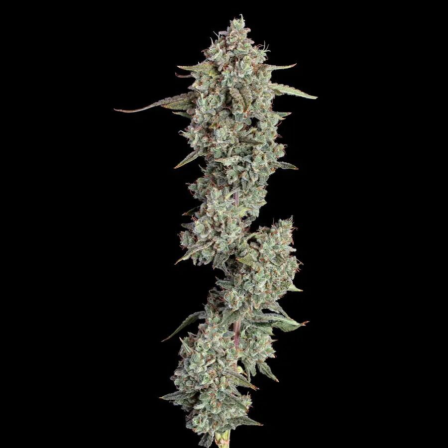 Everglades OG Auto
