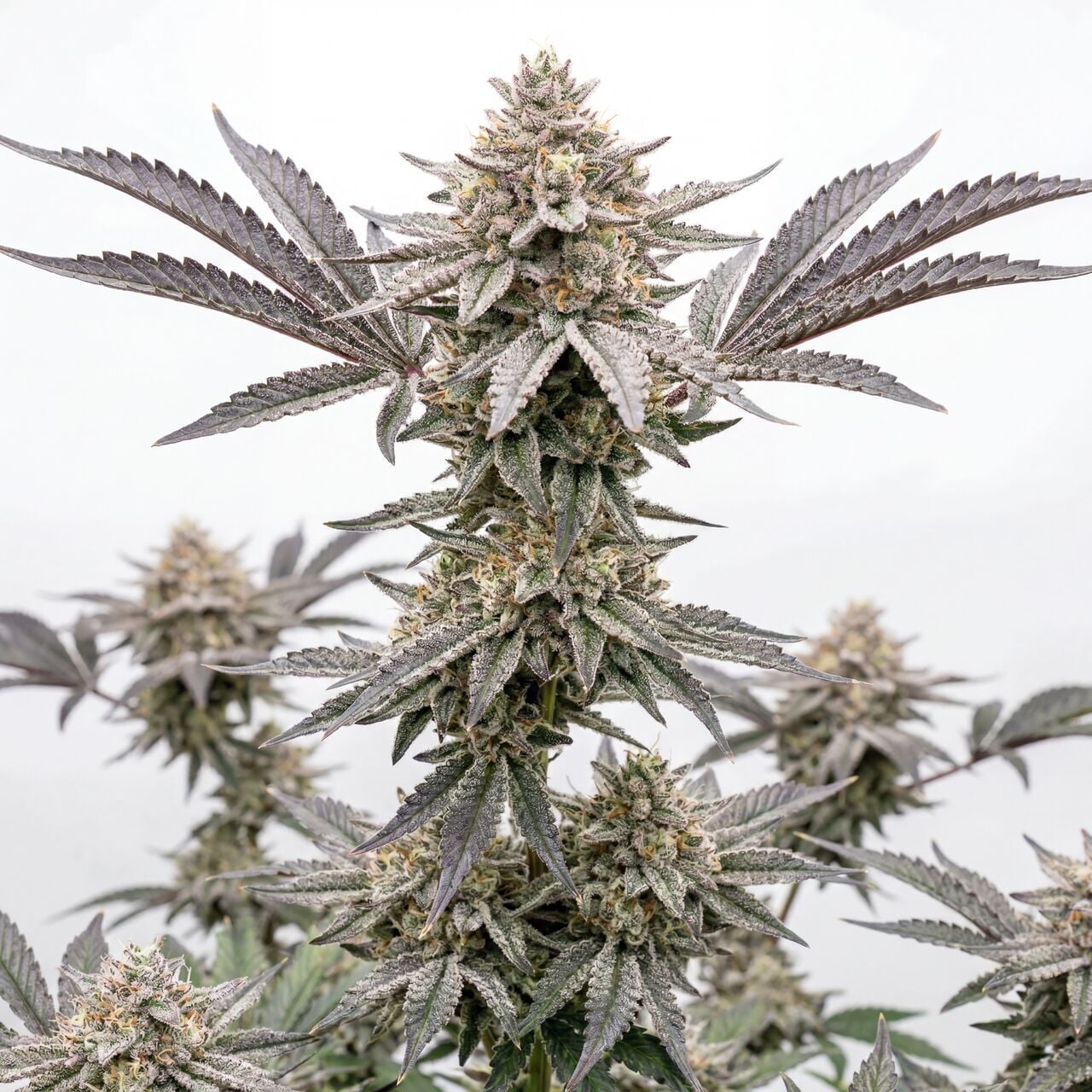 Galaxy Gummies Auto