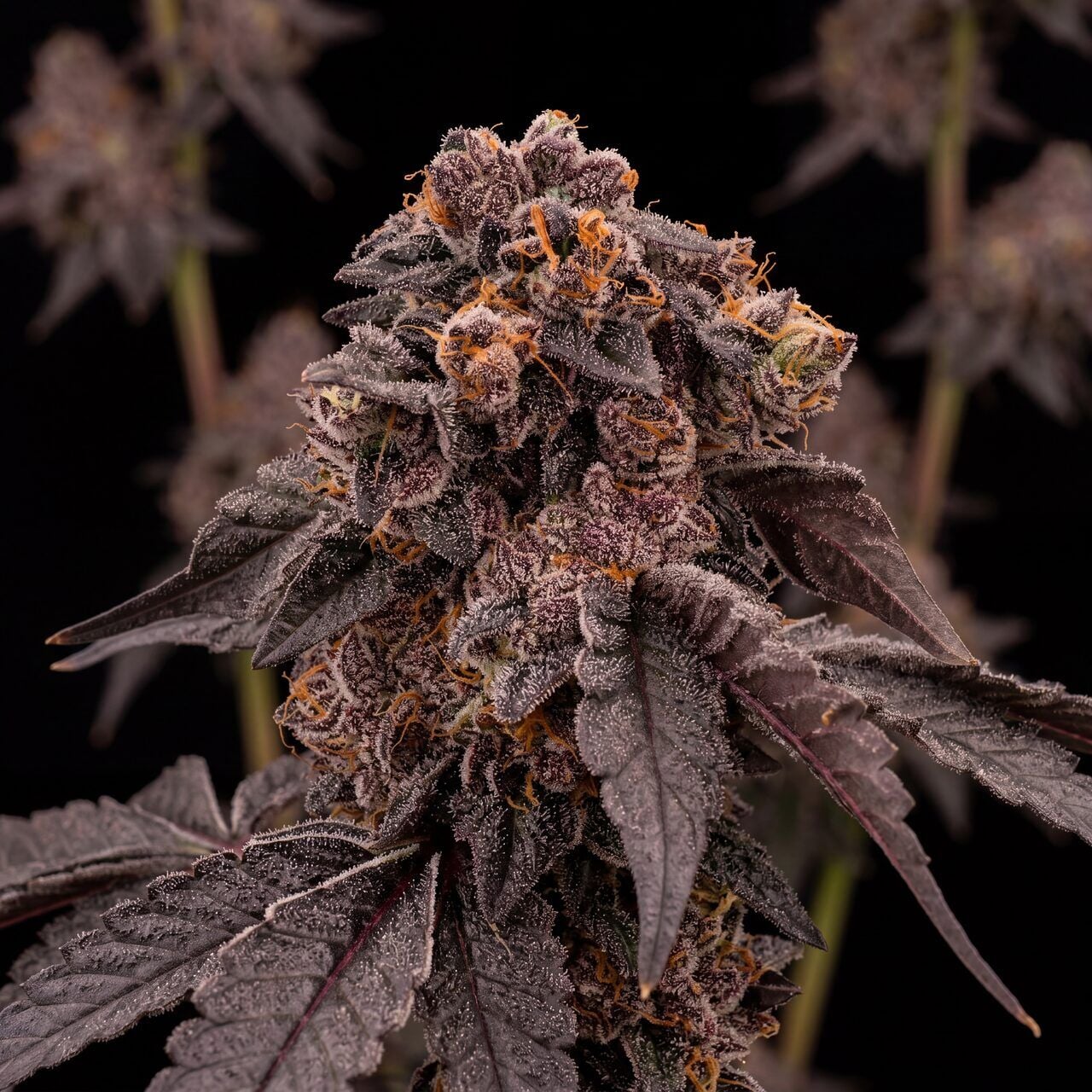 Frosted Gelato #41