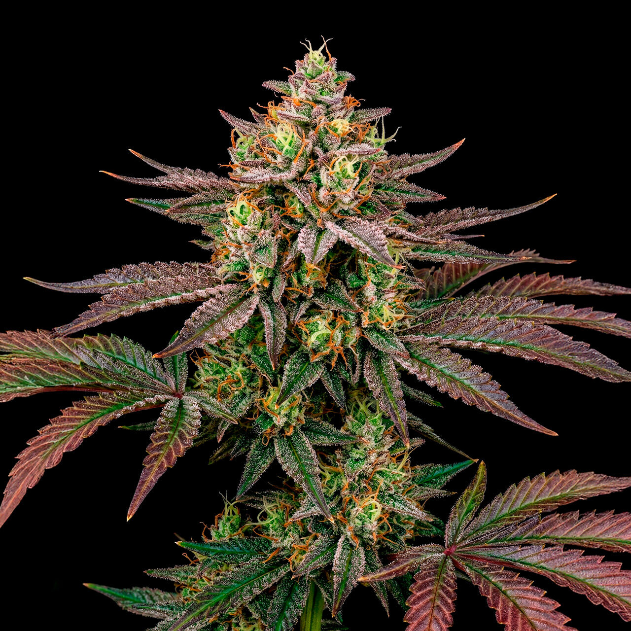 Gelato Auto