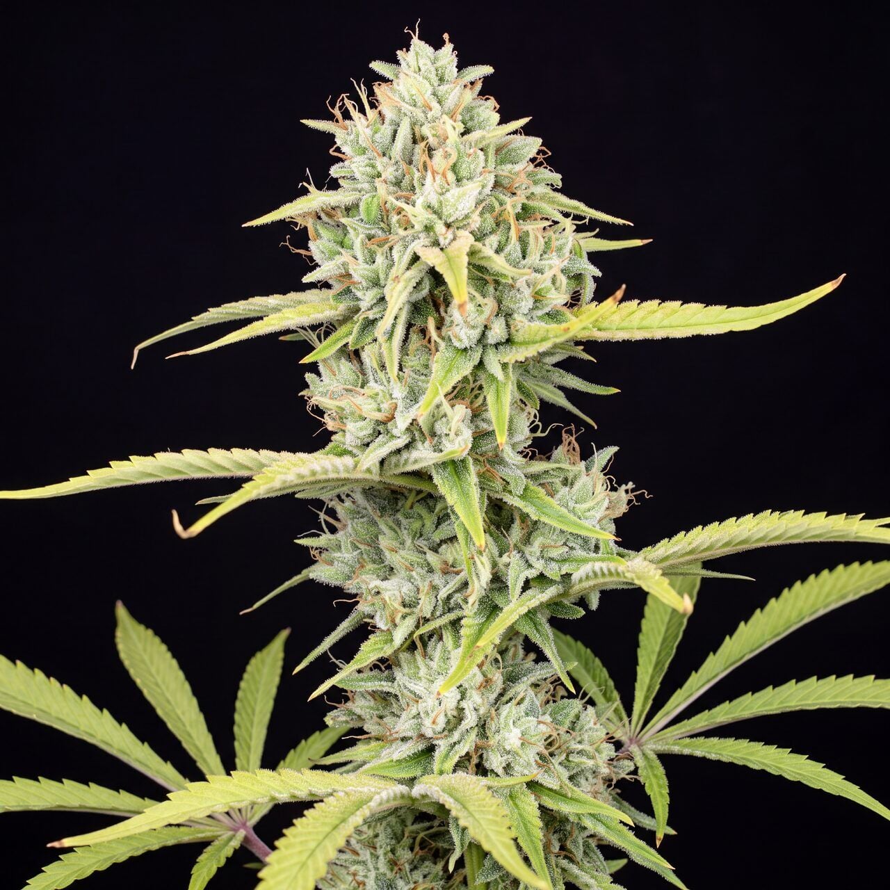 Ghost Train Haze X Pellezino