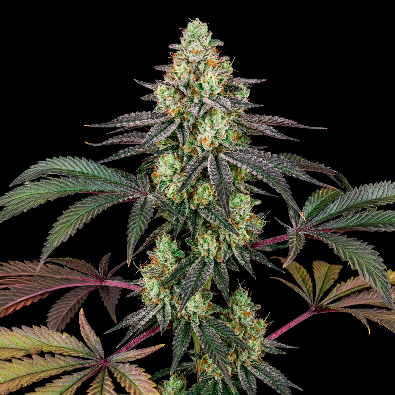 Girl Scout Cookies