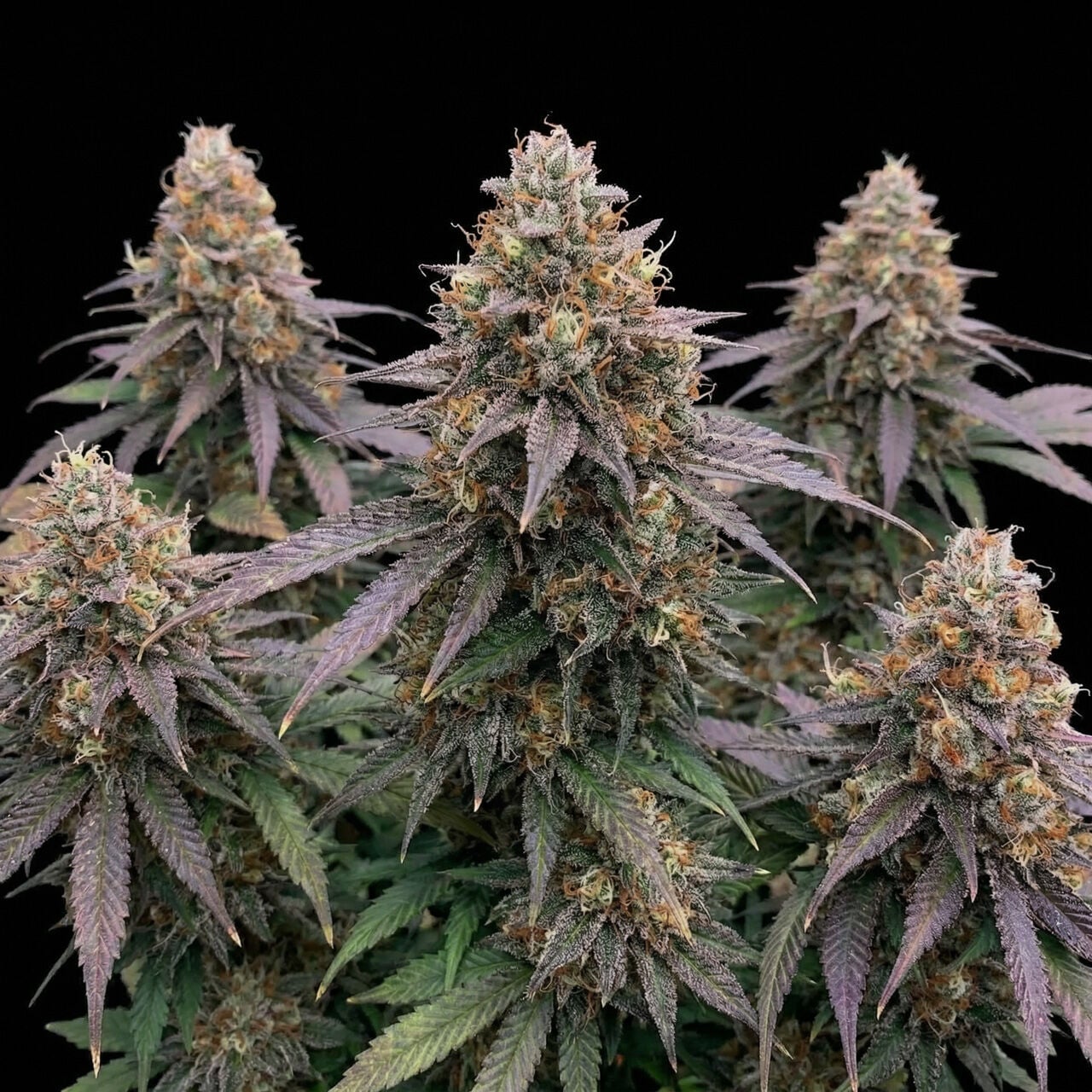 Godfather OG Auto
