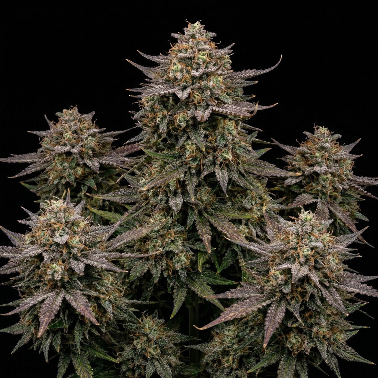 Gold Leaf Auto