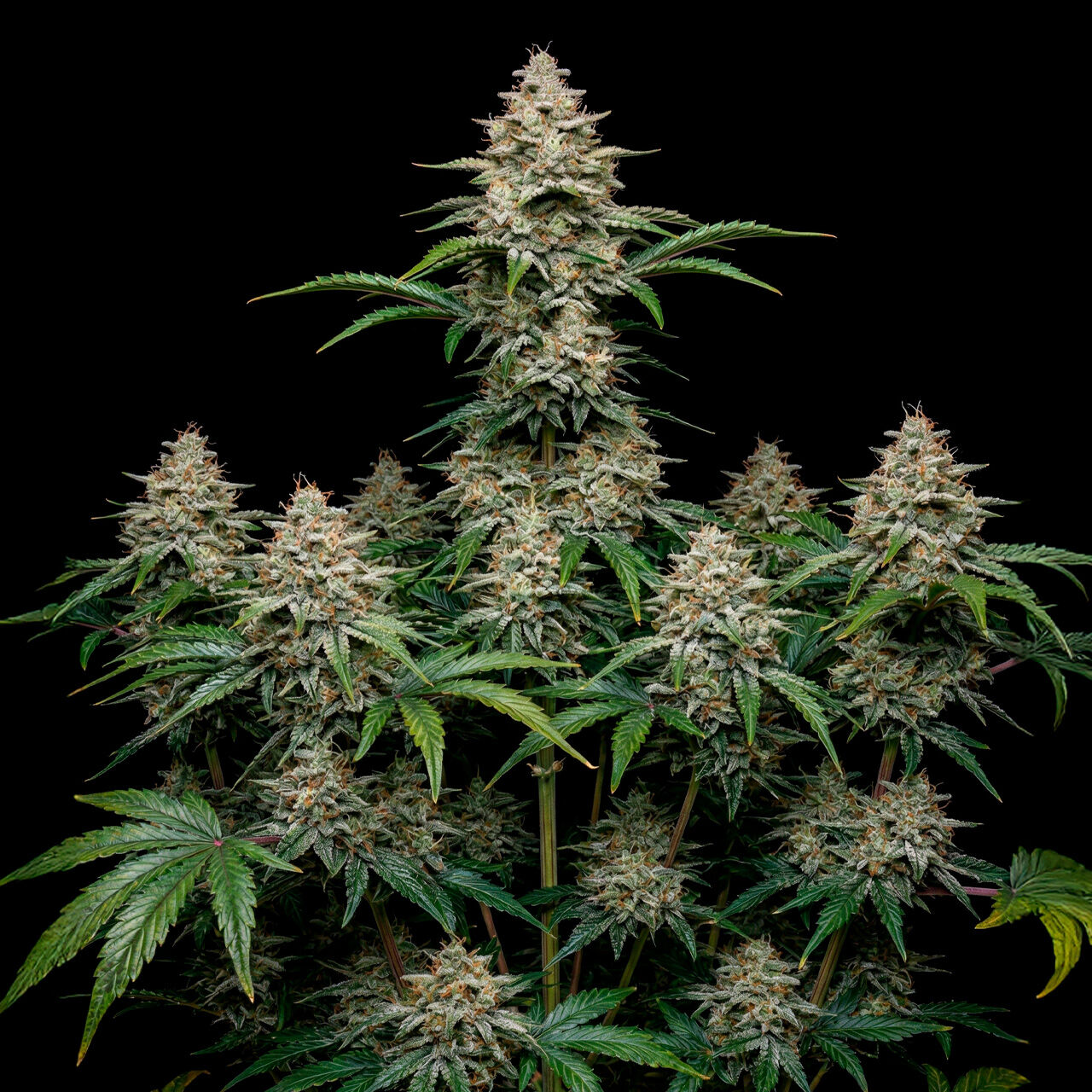 Buy GG #4 Autoflower Seeds | High THC seeds
