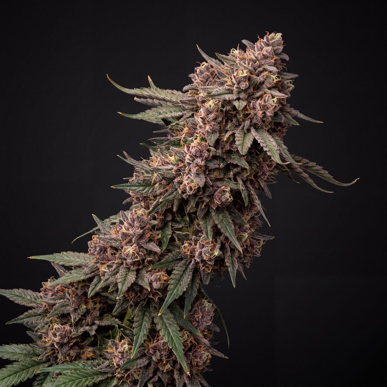Granddaddy Purple