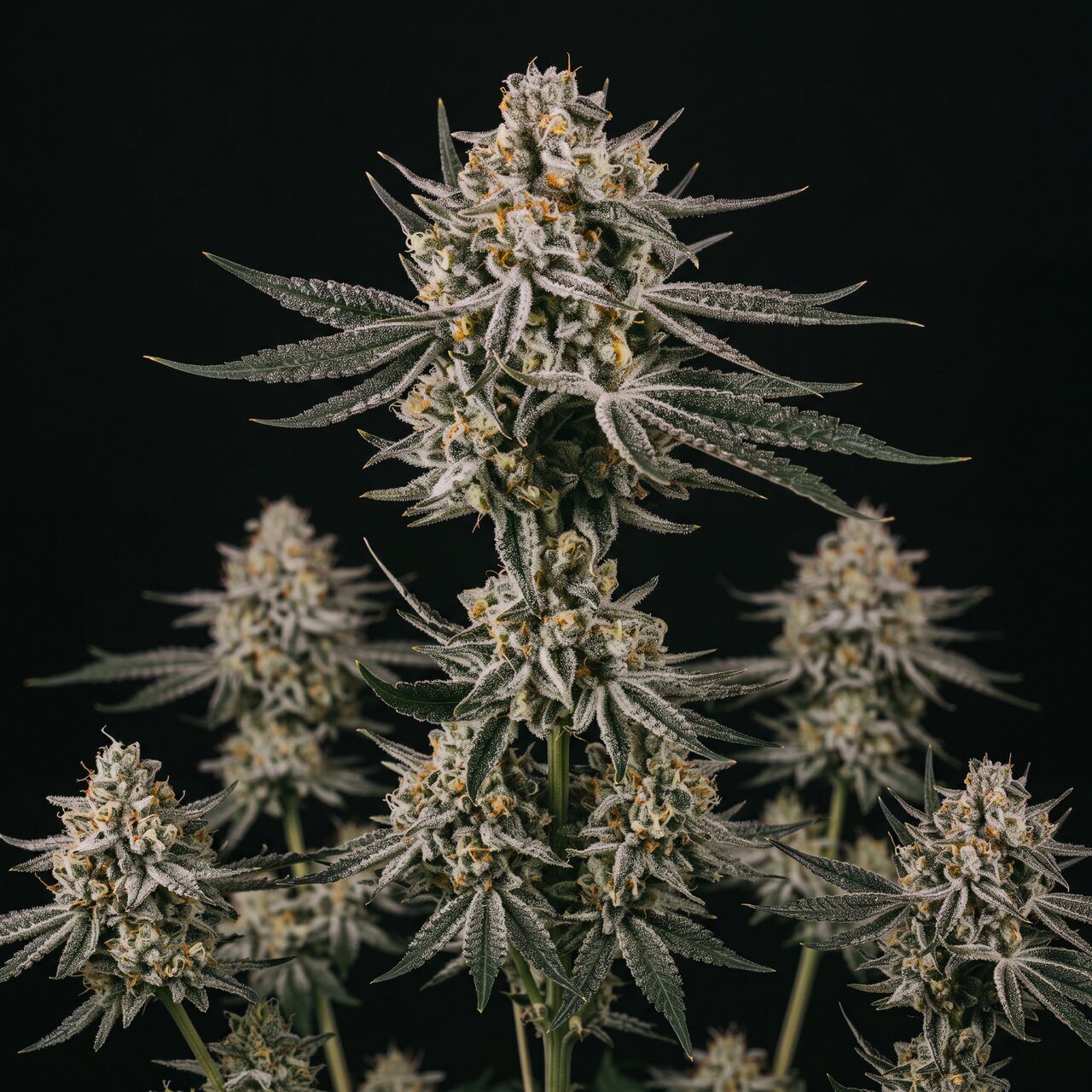 Grape Octane Auto