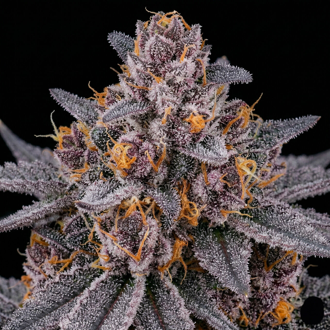 Grapericot Pie Auto