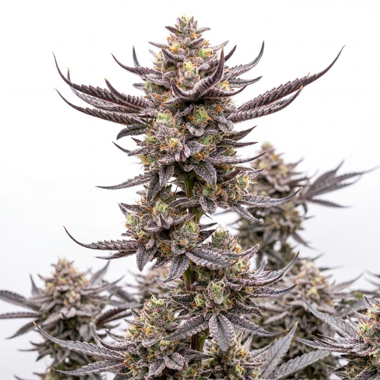 Grave Candy Auto