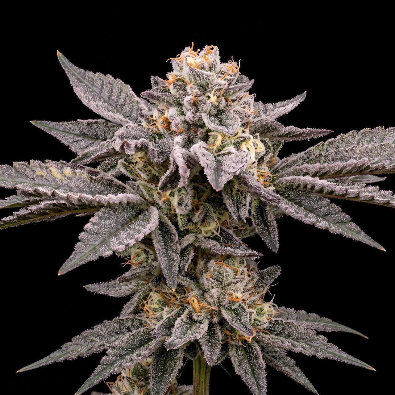 Grease Monkey