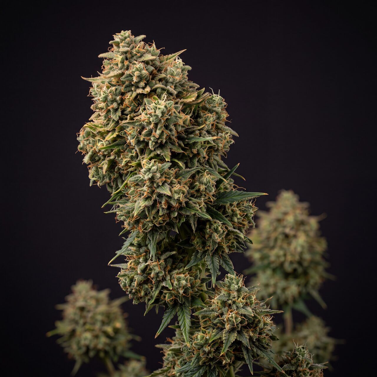 Green Crack Auto