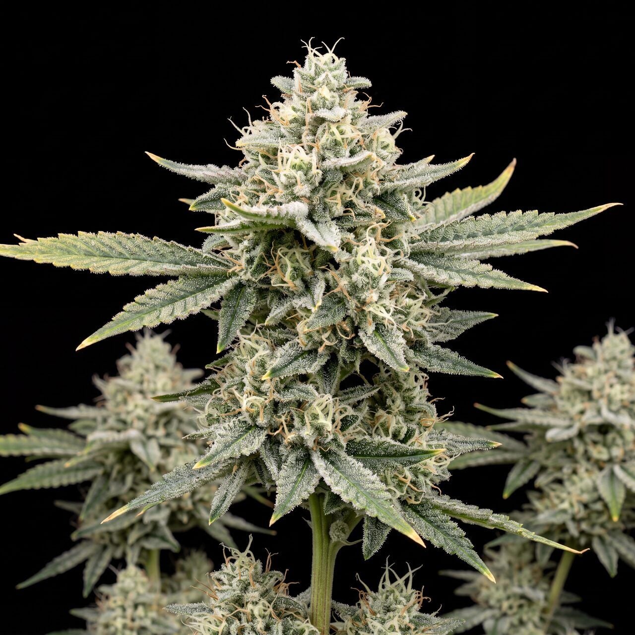 Green Crack