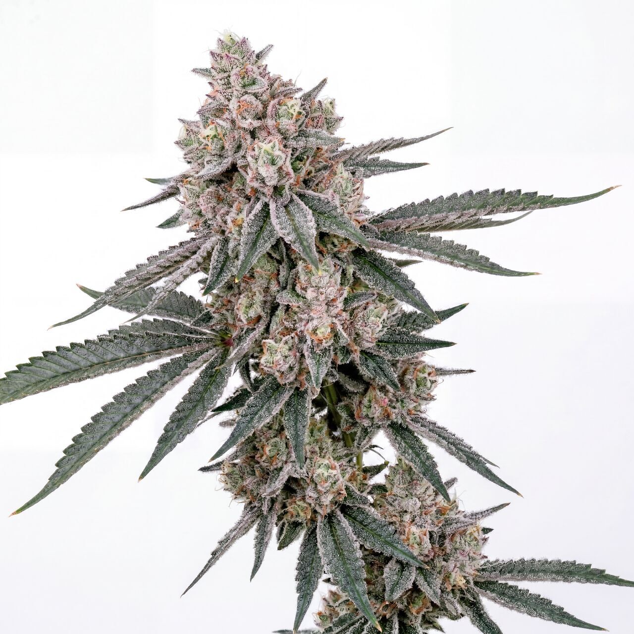 Guava Galaxy
