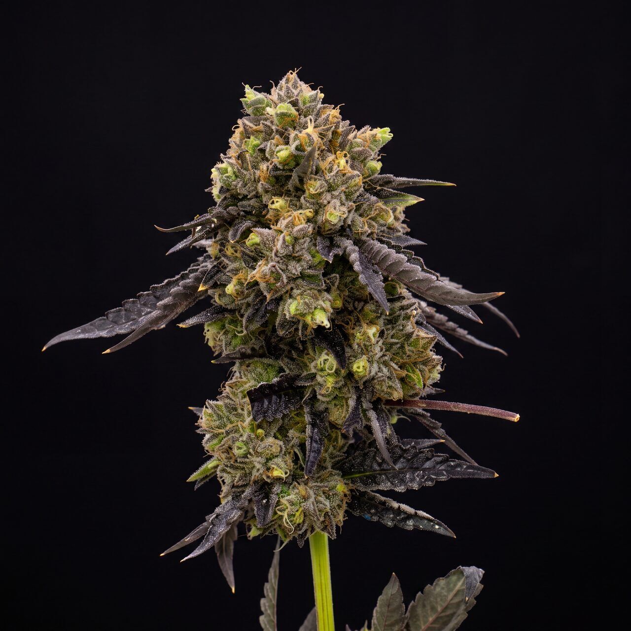 Hawaii X Purple Skunk