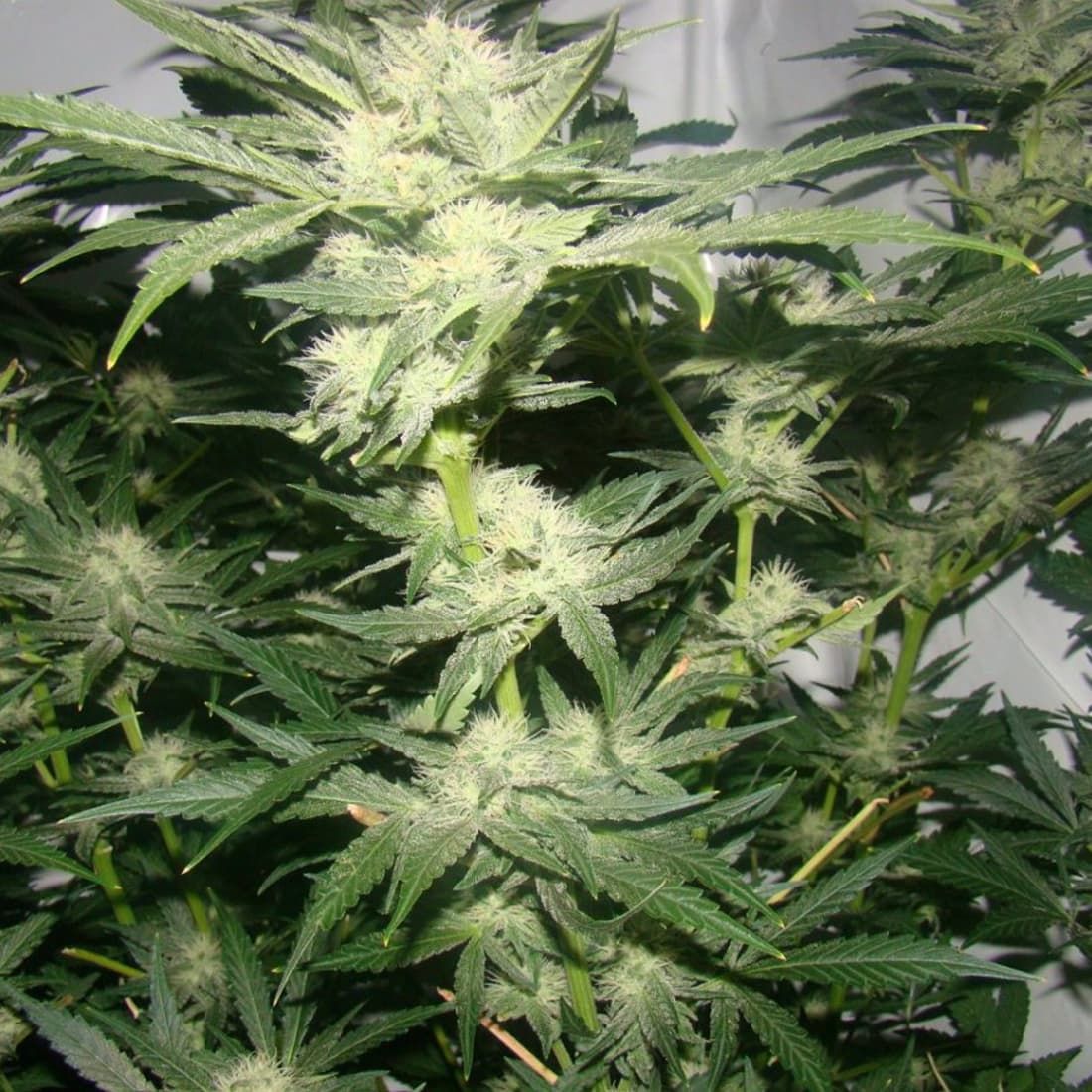 Buy Hazeman Seeds 88 G-13 Hashplant Regular by Hazeman Seeds