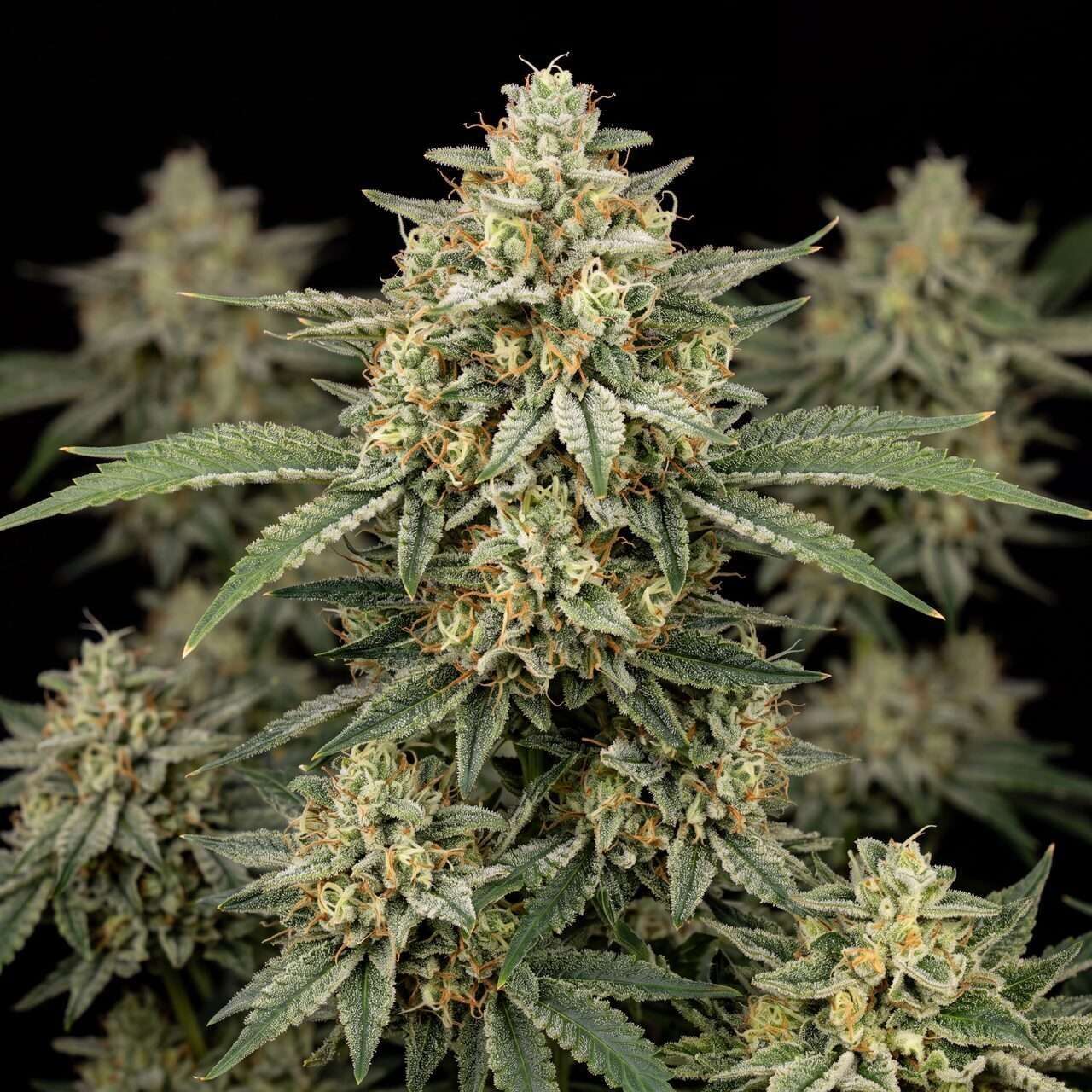 Jack Herer Auto