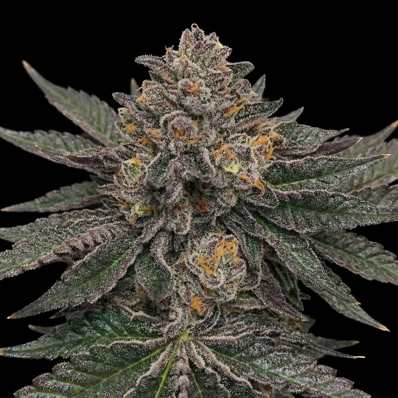 Jet Fuel Gelato