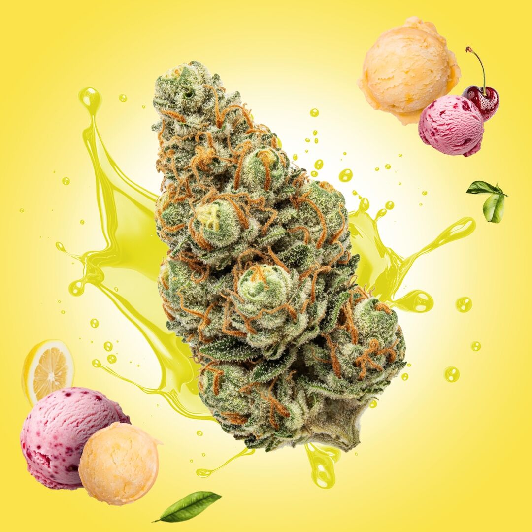 Lemon Cherry Gelato THCa Flower | Seed Supreme