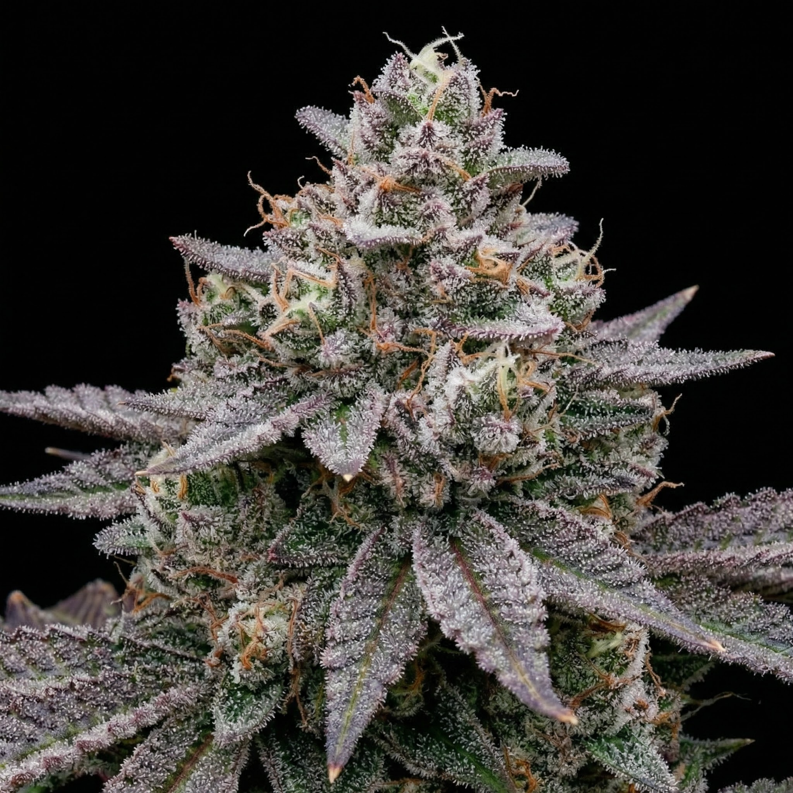 lemon-cherry-gelato-seed-