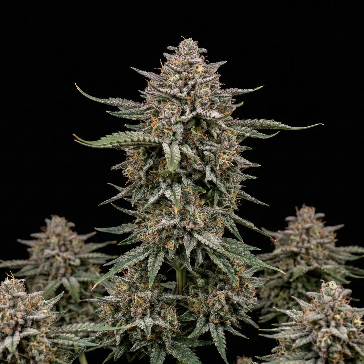 LSD Auto