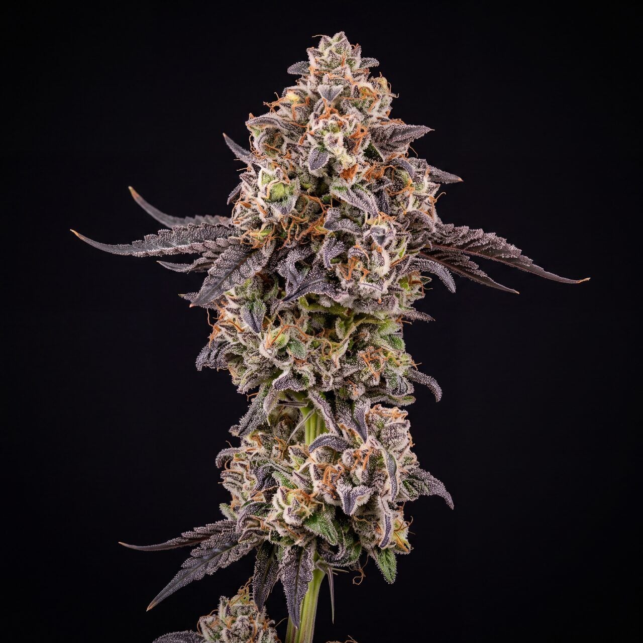 Master Kush