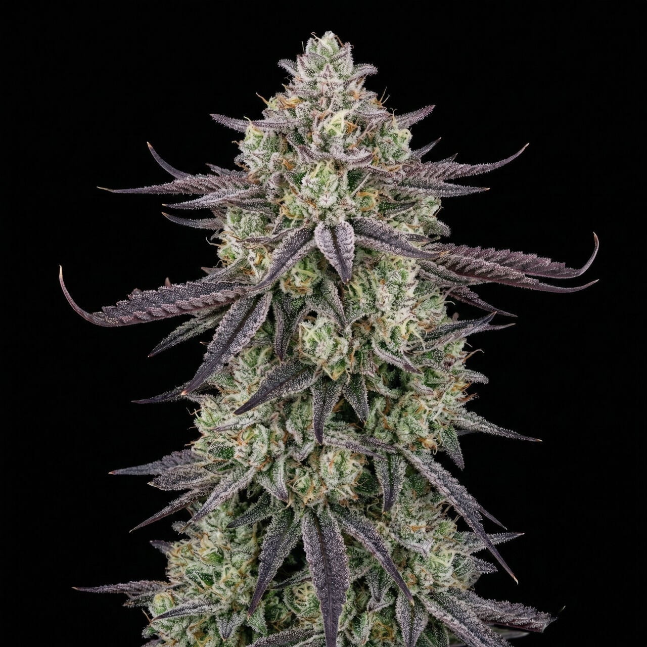 mimosa FX Matt Acquires RTD Mimosa Maker Ohza | Brewbound