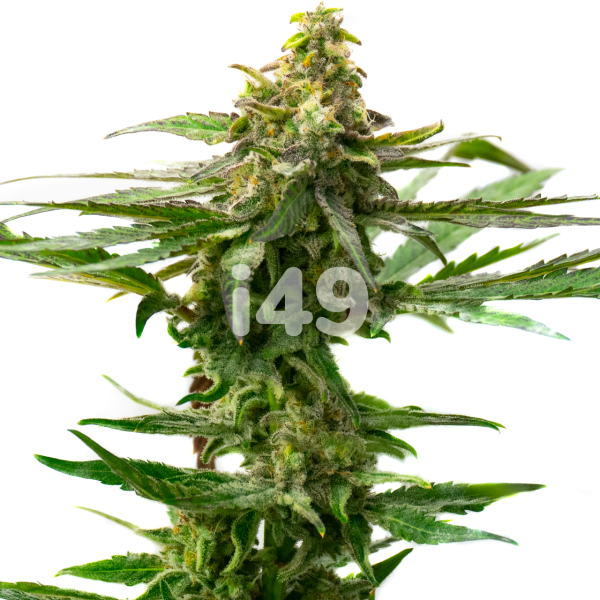 Moby Dick X Do-Si-Dos