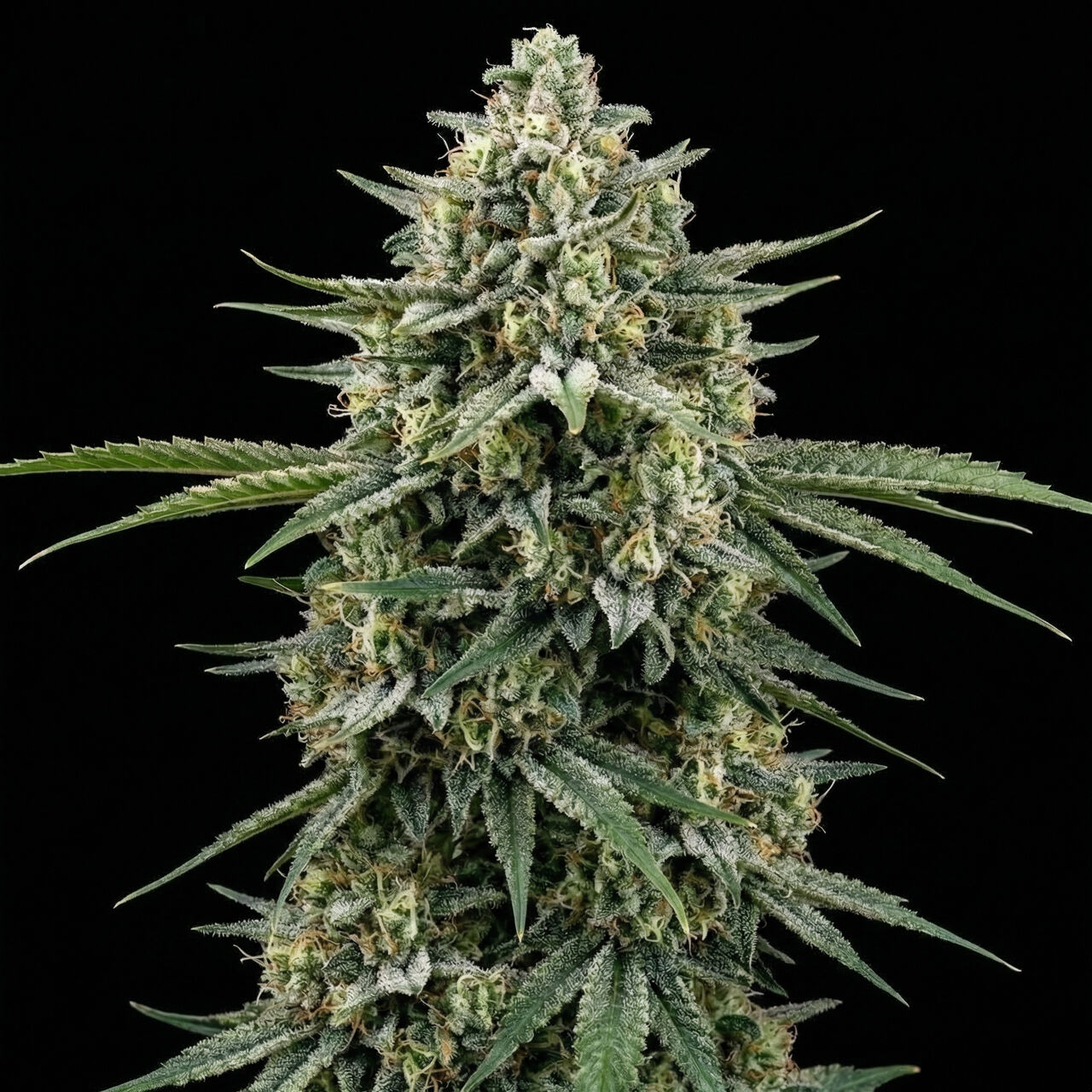 Moby Dick Auto