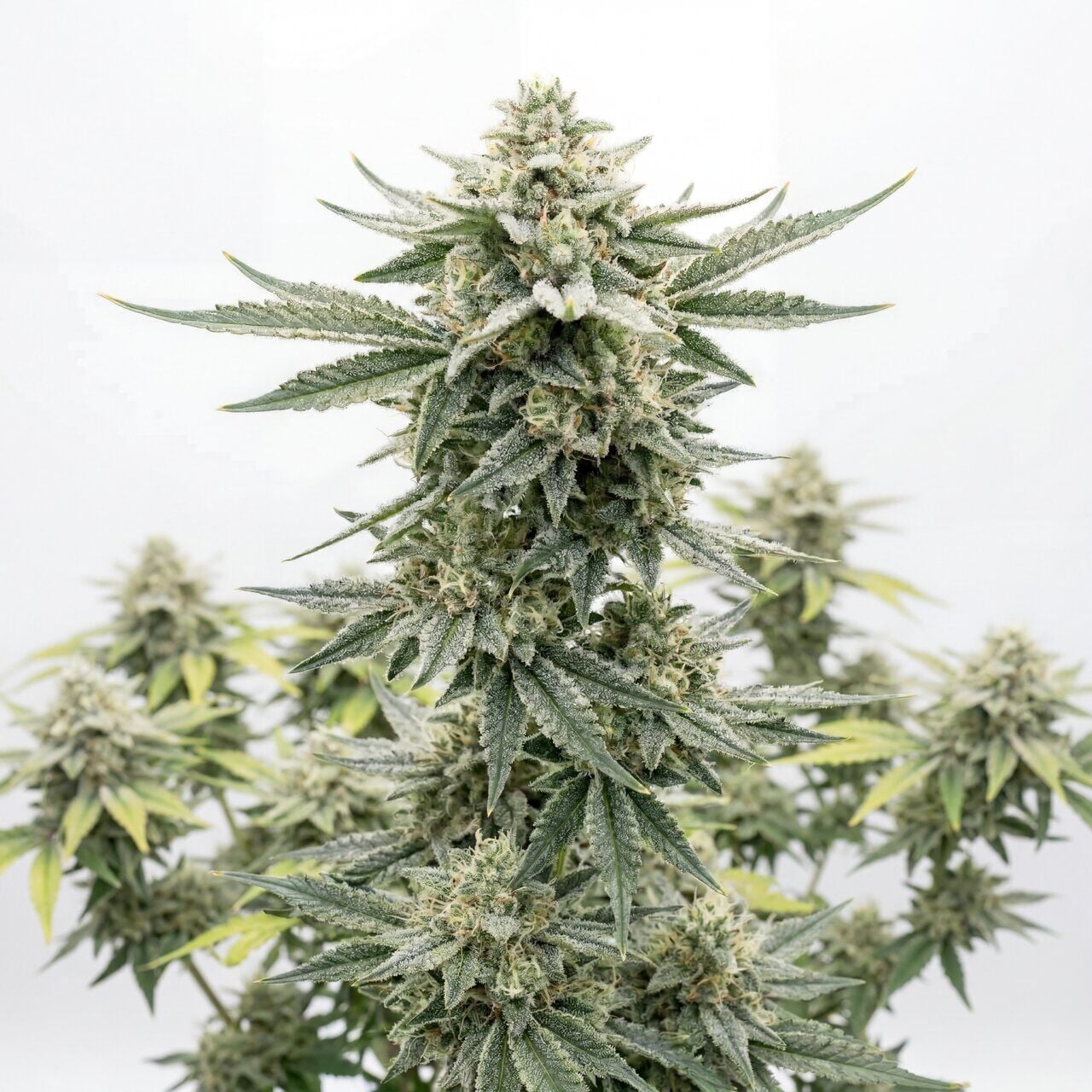 Mystic Gorilla Auto
