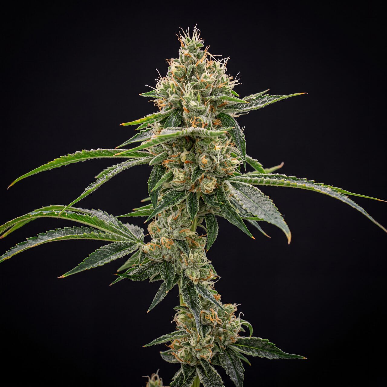 NYC Diesel
