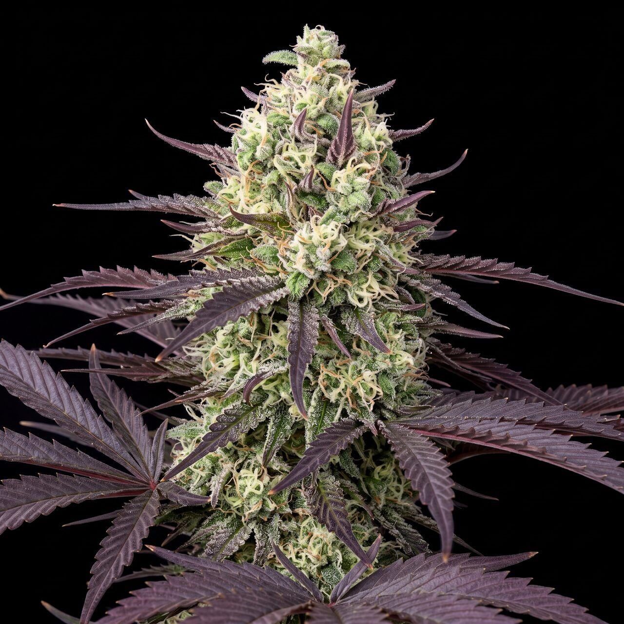 Northern Lights