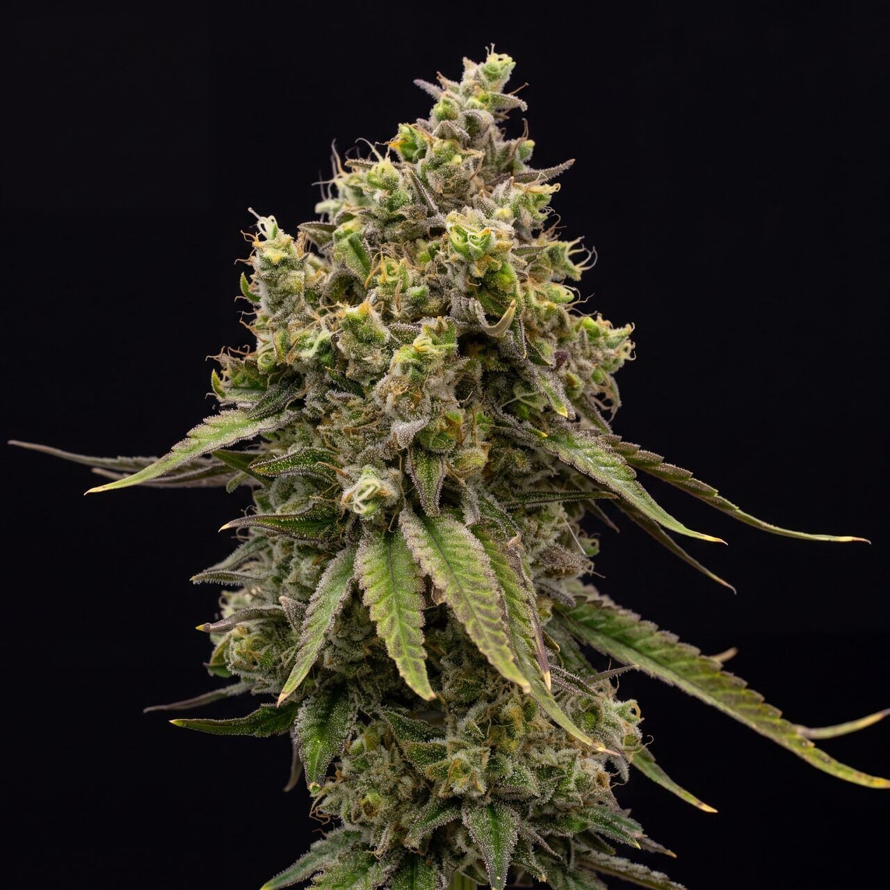 Northern Lights X Cinderella 99