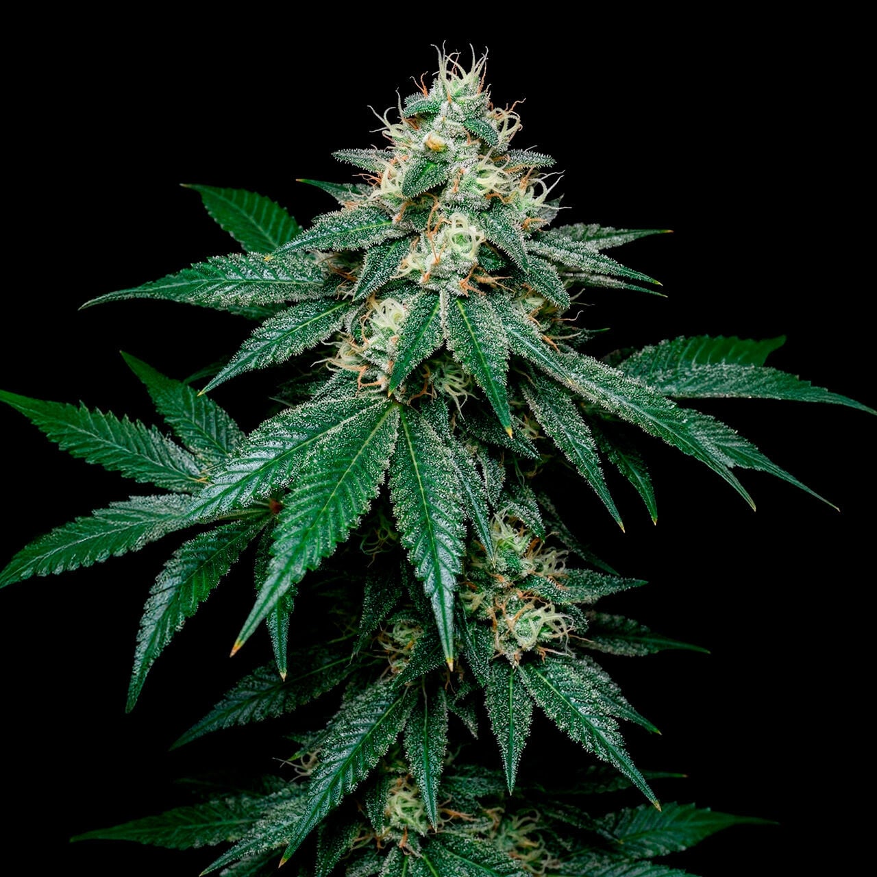 Northern Lights Auto