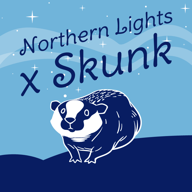 Northern Lights X Skunk