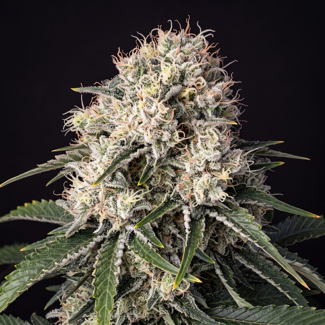 Peanut Butter Breath