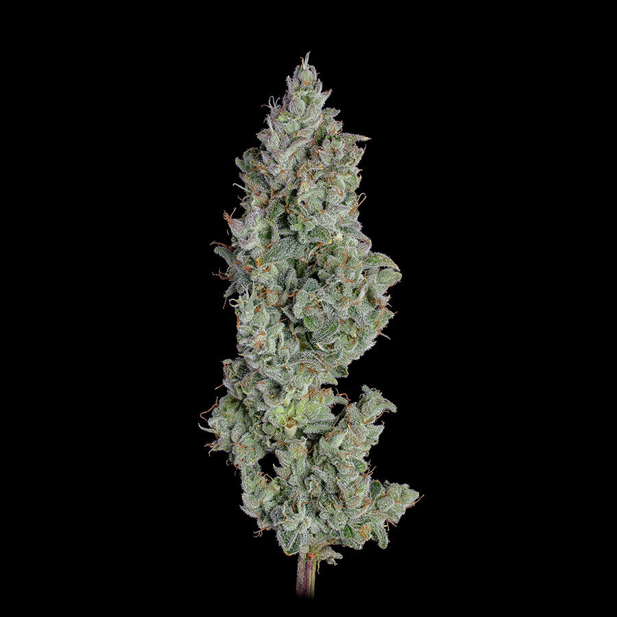 Pineapple Diesel Auto