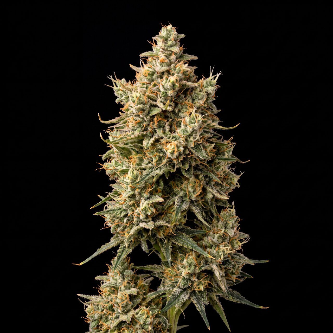 Pineapple Haze