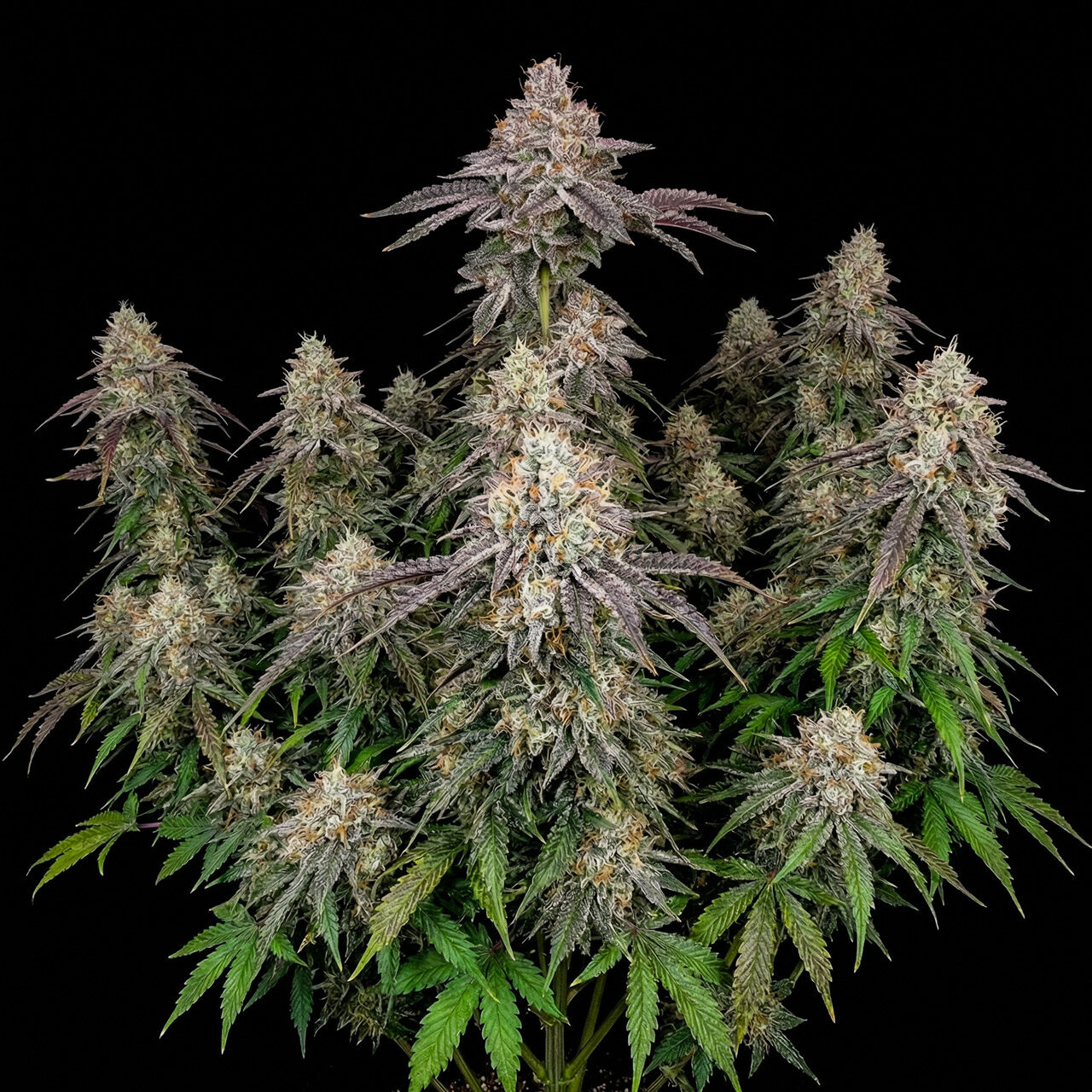 Power Plant Auto