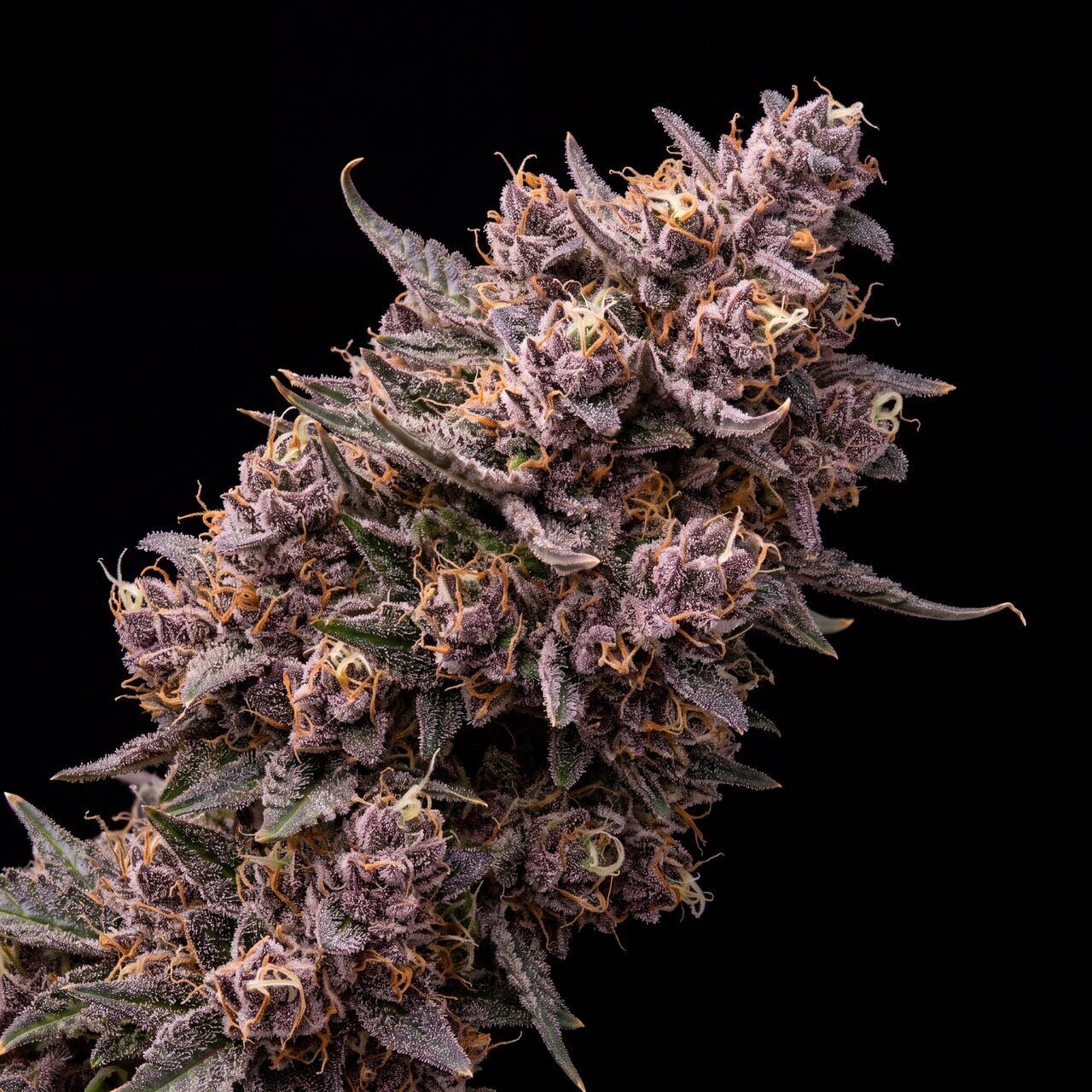 Purple Haze