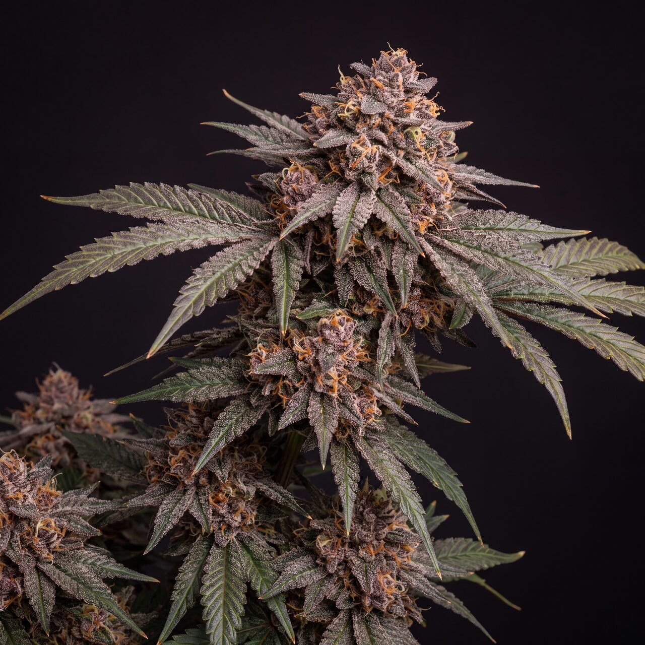 Purple Punch